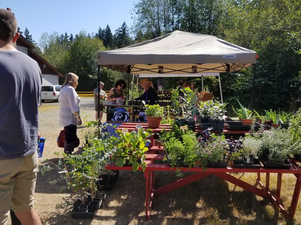 Plant sale at the market